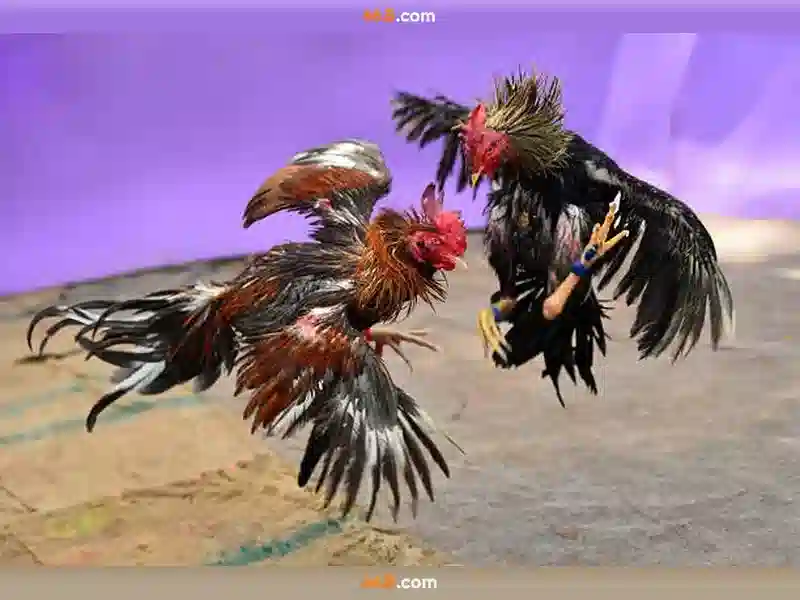 loods 66b - Đột phá ngành và trải nghiệm người dùng